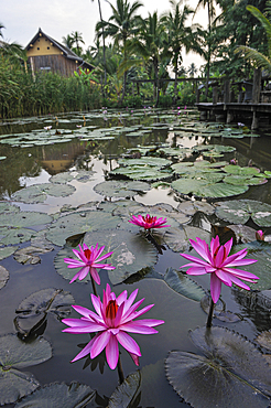 Water lily in the garden's pond at Maison Dalabua at Luang Prabang, Laos, Southeast Asia