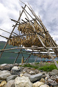 Cod fish dryer on the Lyngen fjord bank,County of Troms,Norway,Northern Europe