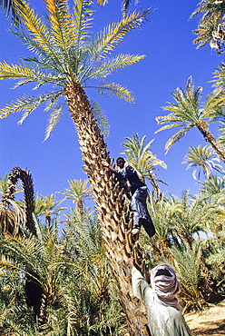 Man climbing on palm tree,garden and palm grove of Timia,Aïr,Niger,Western Africa