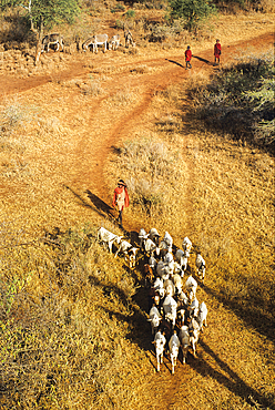 Aerial view of a shepherd and his herd in the area around Namanga, Kenya, East Africa