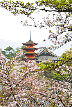 Five-Tiered Pagoda surrounded by cherry blossoms, Miyajima island, off Hiroshima, Japan