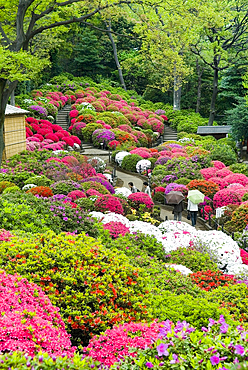 Azaleas (Rhododendron) garden of the Nezu-jinja Shrine, located in Bunkyo district north of Tokyo, Japan