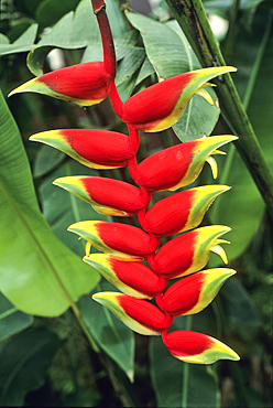 Heliconia,heliconia pendula,Sao Tome, Sao Tome Island, Republic of Sao Tome and Principe,Africa