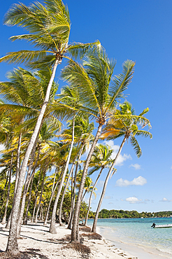 La Caravelle beach, Sainte-Anne, Grande-Terre, Guadeloupe, overseas region of France,Leewards Islands, Lesser Antilles, Caribbean