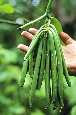 Vanilla beans, Reunion island, Overseas departement of France, Indian Ocean
