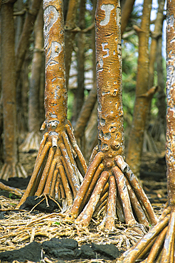 Aerial roots of Common screwpine (Pandanus utilis), Reunion island, Overseas departement of France, Indian Ocean