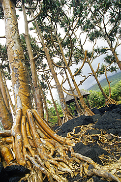 Aerial roots of Common screwpine (Pandanus utilis), Reunion island, Overseas departement of France, Indian Ocean