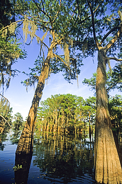 Taxodium distichum (baldcypress) in swamp of Atchafalaya Basin near Henderson, Louisiana, United States of America, Americas