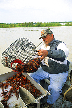 Crayfisherman, near Lafayette, Louisiana, United States of America, Americas