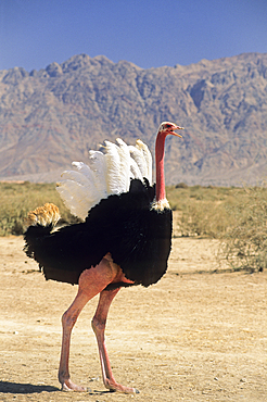 Ostrich,Hai-Bar Yotvata Reserve,Arava Valley,Negev,Israel,Middle East,Western Asia