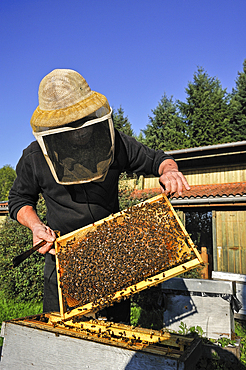 Beekeeper,La Miellerie,Beurrieres,Livradois-Forez Regional Nature Park,Puy-de Dome department,Auvergne region,France,Europe