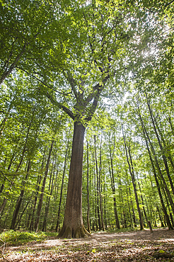 Remarkable oak tree (from 1640, named Charles-Louis Philippe) in the Forest of Troncais (Forêt de Tronçais), Allier department, Auvergne-Rhone-Alpes region, France, Europe
