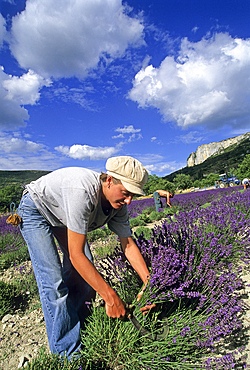 Lavandula angustifolia manual harvesting for bouquet at Mevouillon, Drome department,region of Rhone-Alpes,France,Europe