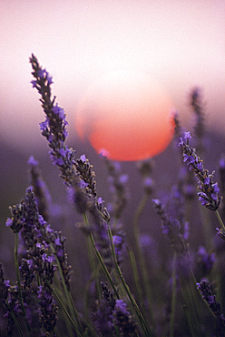 Lavender field at sunset,Drome department,region of Rhone-Alpes,France,Europe