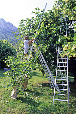 Tilia flowers harvesting, Baronnies natural park, Drome department, Rhone-Alpes region, southeastern France, Europe