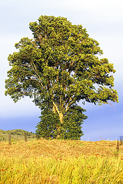 Blossoming Tilia tree,Drome department,region of Rhone-Alpes,France,Europe
