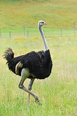 Ostrich farm, Autrucheland,Hauteville-sur-Fier, Haute-Savoie department, Rhone-Alpes region, France, Europe