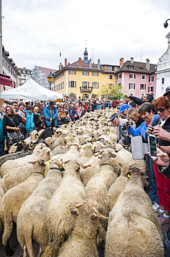 Transhumance Festival, Sainte-Claire street, Old Town of Annecy, Haute-Savoie department, Rhone-Alpes region, France, Europe