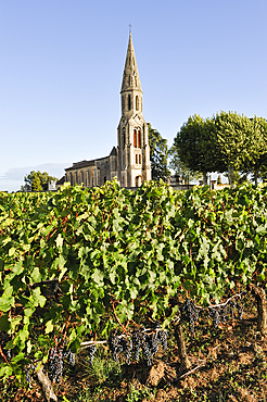 Vineyard of the village of Neac under wine label Lalande de Pomerol,Gironde department,Aquitaine region,south-western France,Europe