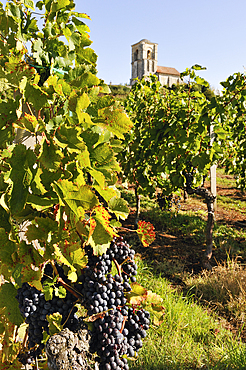 Our Lady of Parsac in the vineyards,Montagne,Gironde department,Aquitaine region,south-western France,Europe