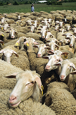 Flock of Lacaune sheep,Hermilix farm on the Larzac plateau, near Saint-Affrique, Aveyron department, Occitanie region, France,Europe