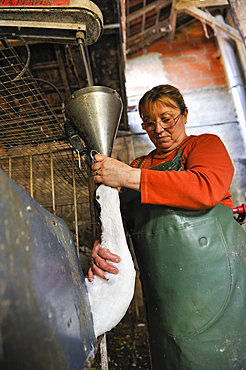 Force-feeding of domestic ducks ,Martin Neuf farm,Larresingle,around Condom,Gers department, Occitanie region, southwest of France,Europe