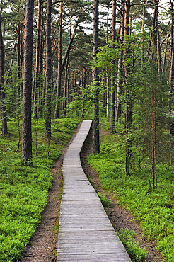 Pathway through the coastal pine forest in Ragakapa Nature Reserve, Lielupe area, Jurmala, Gulf of Riga, Latvia, Baltic region, Europe