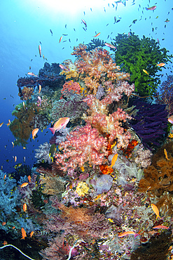 Soft and hard corals make a coral bommie surrounded by anthias and other small reef fish, Raja Ampat, Indonesia.