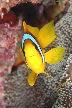 Anemonefish, Bondok, Farasan Banks, Mar Mar Island north, Saudi Arabia.