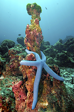 Starfish on dead coral, Koh Bon, Similan Islands, Thailand.