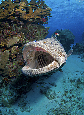 Giant Grouper, Great Barrier Reef, Queensland, Australia.