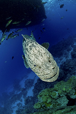 Giant Grouper, Great Barrier Reef, Queensland, Australia.