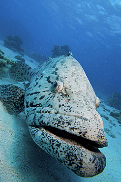 Giant Grouper, Great Barrier Reef, Queensland, Australia.
