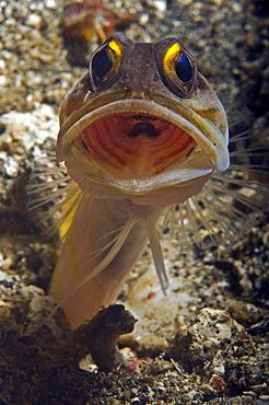 Gold-speck jawfish mouth wide open, Lembeh Strait, Bitung, North Sulawesi, Indonesia.