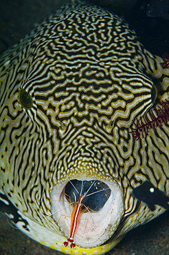 Map pufferfish with red cleaner shrimp, Bali, Indonesia.