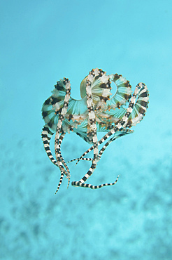Mimic octopus parachuting down, Lembeh Strait, North Sulawesi, Indonesia.