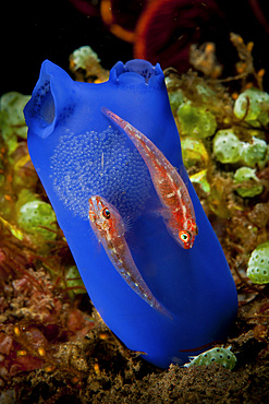 Pair of red gobies on blue tunicate with eggs, Bali, Indonesia.