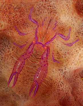 Pink hairy squat lobster (Lauriea siagiani) inside a pink barrel sponge, Lembeh Strait, Bitung, North Sulawesi, Indonesia.