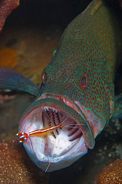 Spotted grouper with orange cleaner shrimp, Bali, Indonesia.