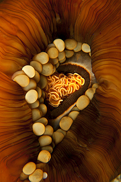 Yellow and orange anemone mouth, Sabah, Malaysia.