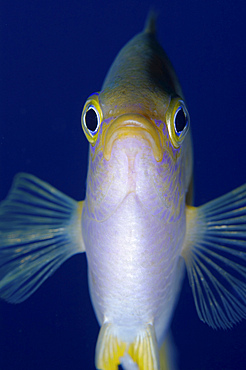 Yellow and white damselfish, Bali, Indonesia.