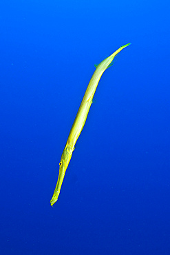 Yellow trumpetfish, Easter Island, Chile.