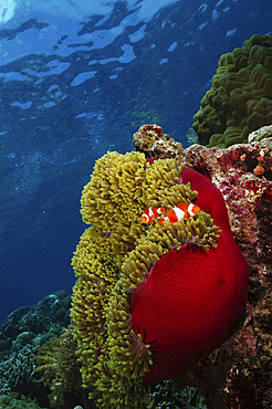 Orange and white clownfish inside a red and green anemone, North Sulawesi, Indonesia.