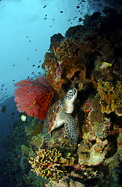 Green sea turtle (Chelonia mydas) on a ledge with a red gorgonian sea fan, North Sulawesi, Indonesia.