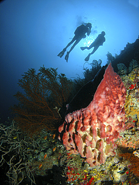 Divers hovering above a large pink barrel sponge, Indonesia.