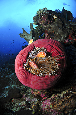 Three pink anemonefish in a circular pink anemone, North Sulawesi, Indonesia.