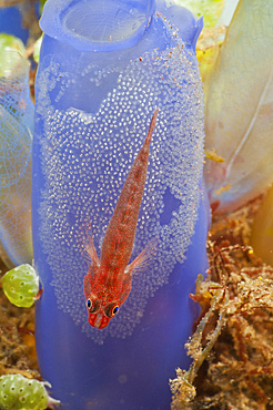 Red goby with a clutch of eggs on a blue tunicate, Bali, Indonesia.