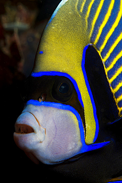 Portrait of an emperor angelfish (Pomacanthus imperator) set against a dark background, Indonesia.