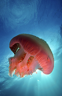 Large pink jellyfish silhouetted against the sunrays in clear blue water, Aur Island, Malaysia.