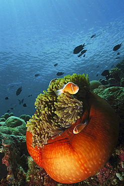 Pair of pink skunk clownfish (Amphiprion perideraion) nestled in a round bright orange anemone, Manado, North Sulawesi, Indonesia.